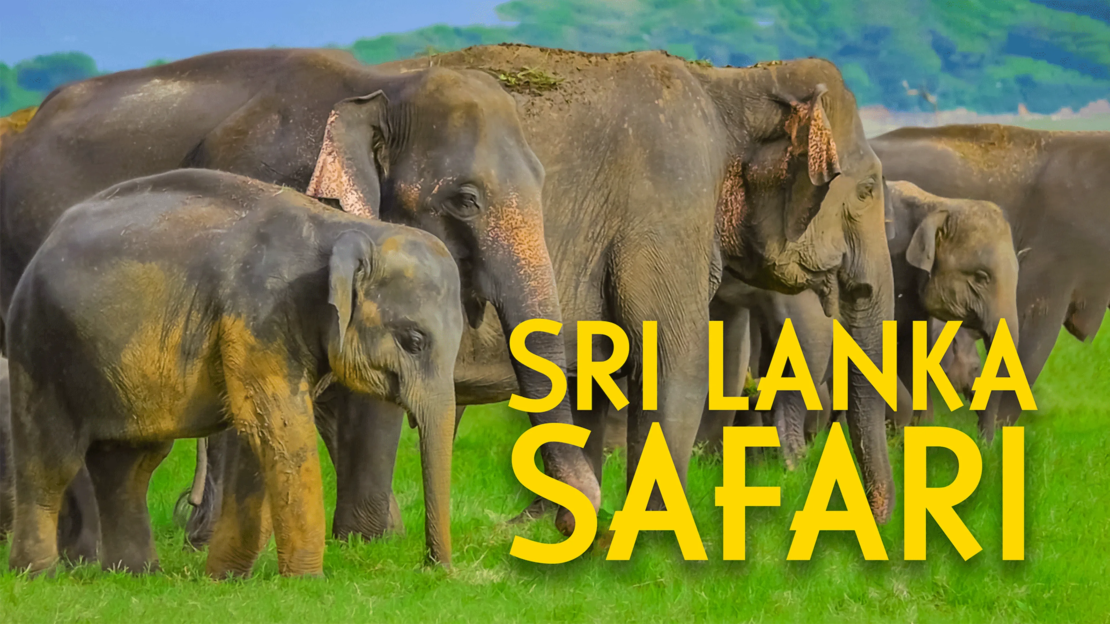 Sri Lanka Safari poster
